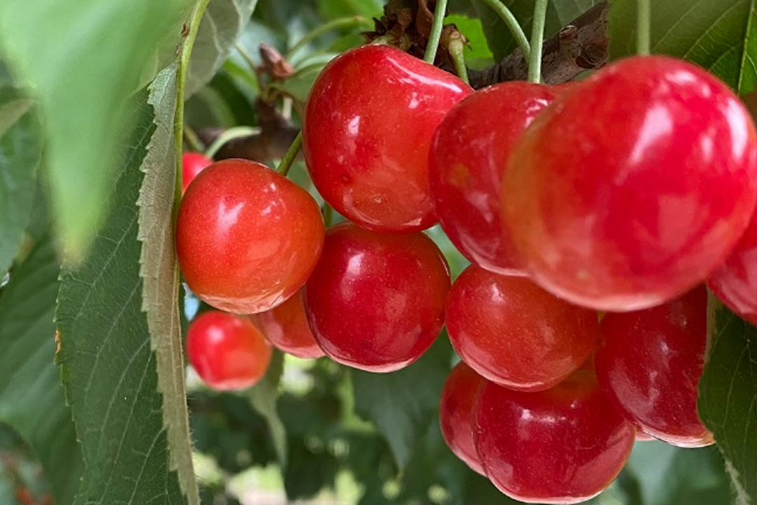 山梨さくらんぼ狩り・清泉寮バスツアー
