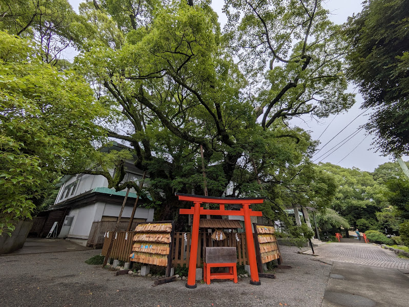 富知六所浅間神社_樹齢1200年以上の大クス