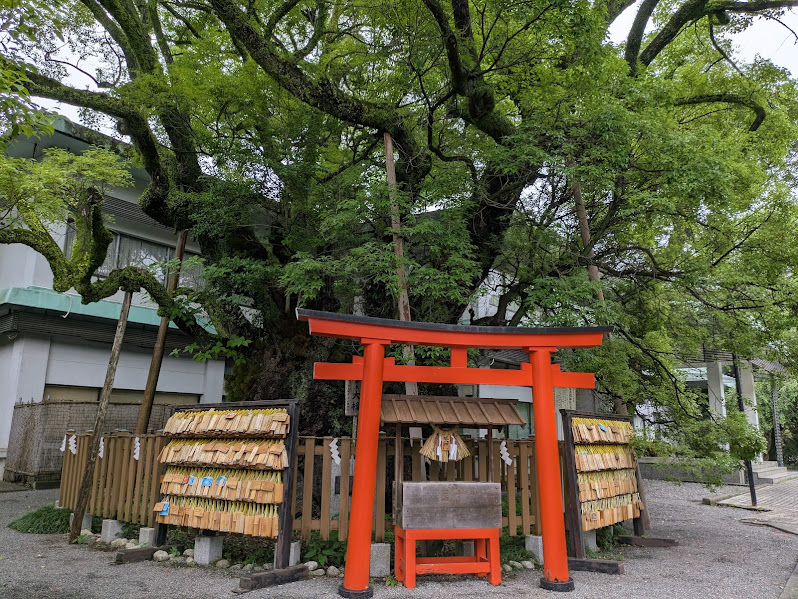樹齢1200年以上の大クス