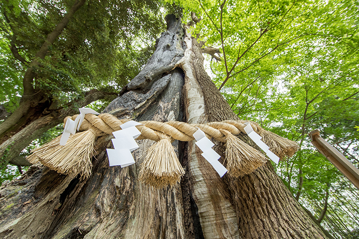 常陸国総社宮ご神木