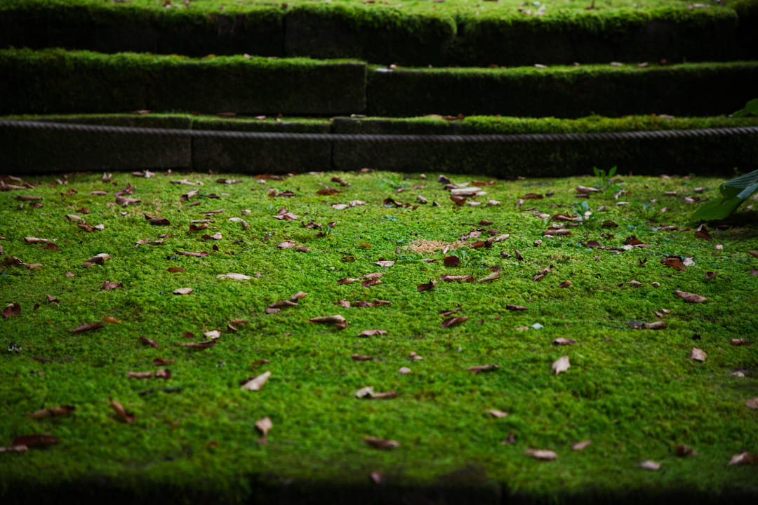 雲洞庵の美しい苔