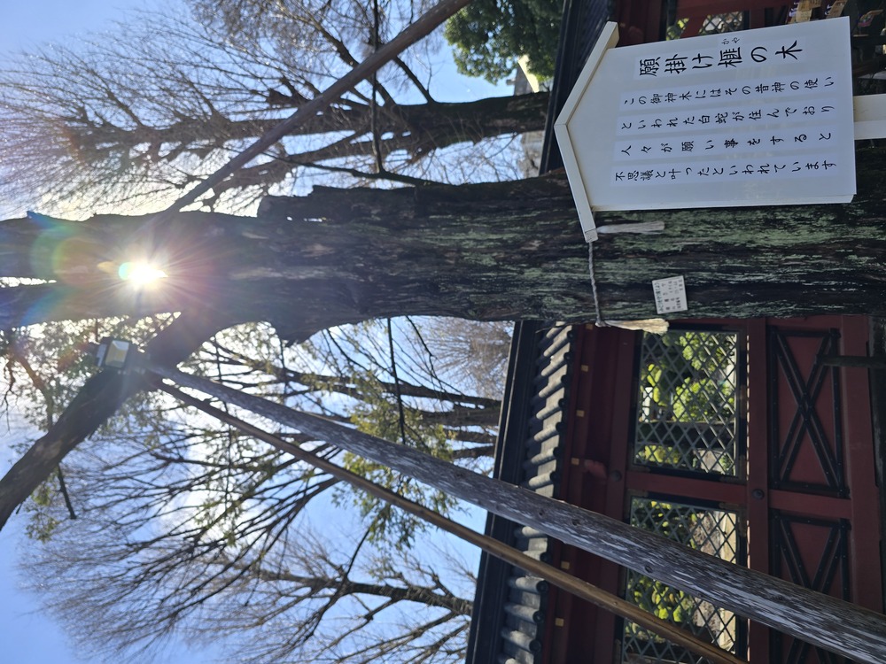 根津神社願掛けの樹