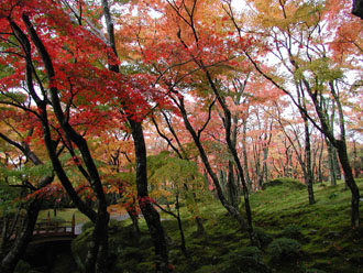 一度は訪れたい！箱根紅葉名所めぐりバスツアーの魅力