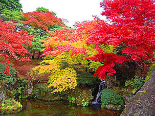 [全国旅行支援対象] 一度は訪れたい！箱根紅葉名所めぐりバスツアーのイメージ