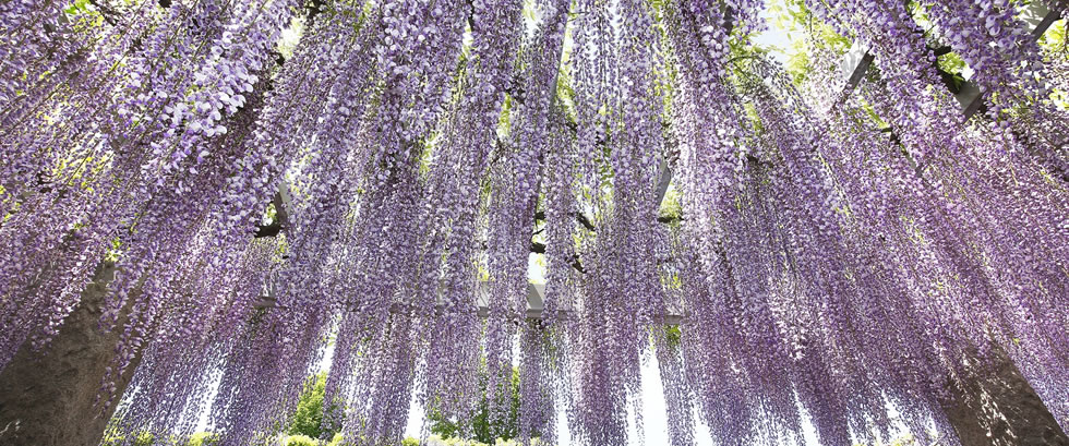 群馬花めぐり 藤のシャンデリア 芝桜にネモフィラと やよいひめ いちご狩りバスツアー 日帰りバスツアー 群馬花めぐり 藤のシャンデリア 芝桜にネモフィラと やよいひめ いちご狩りバスツアー 日帰りバスツアー