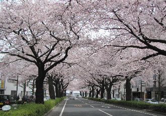 【圧巻】日立さくらまつりと雨引観音バスツアーのおすすめポイント詳細