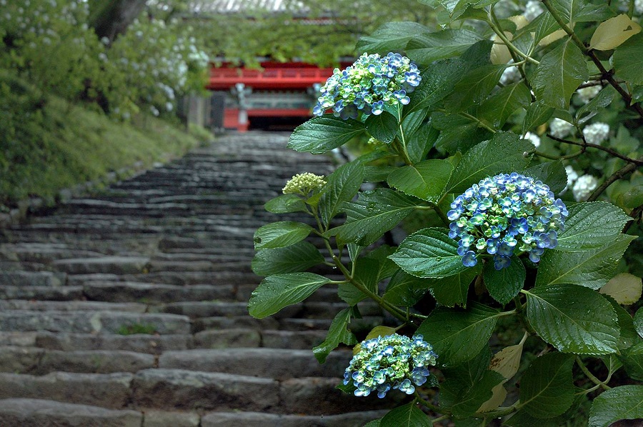 四季香る大平山神社と雨引観音バスツアー
のイメージ