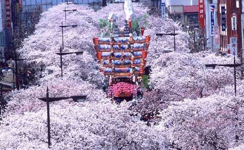 【圧巻】日立さくらまつりと雨引観音バスツアー