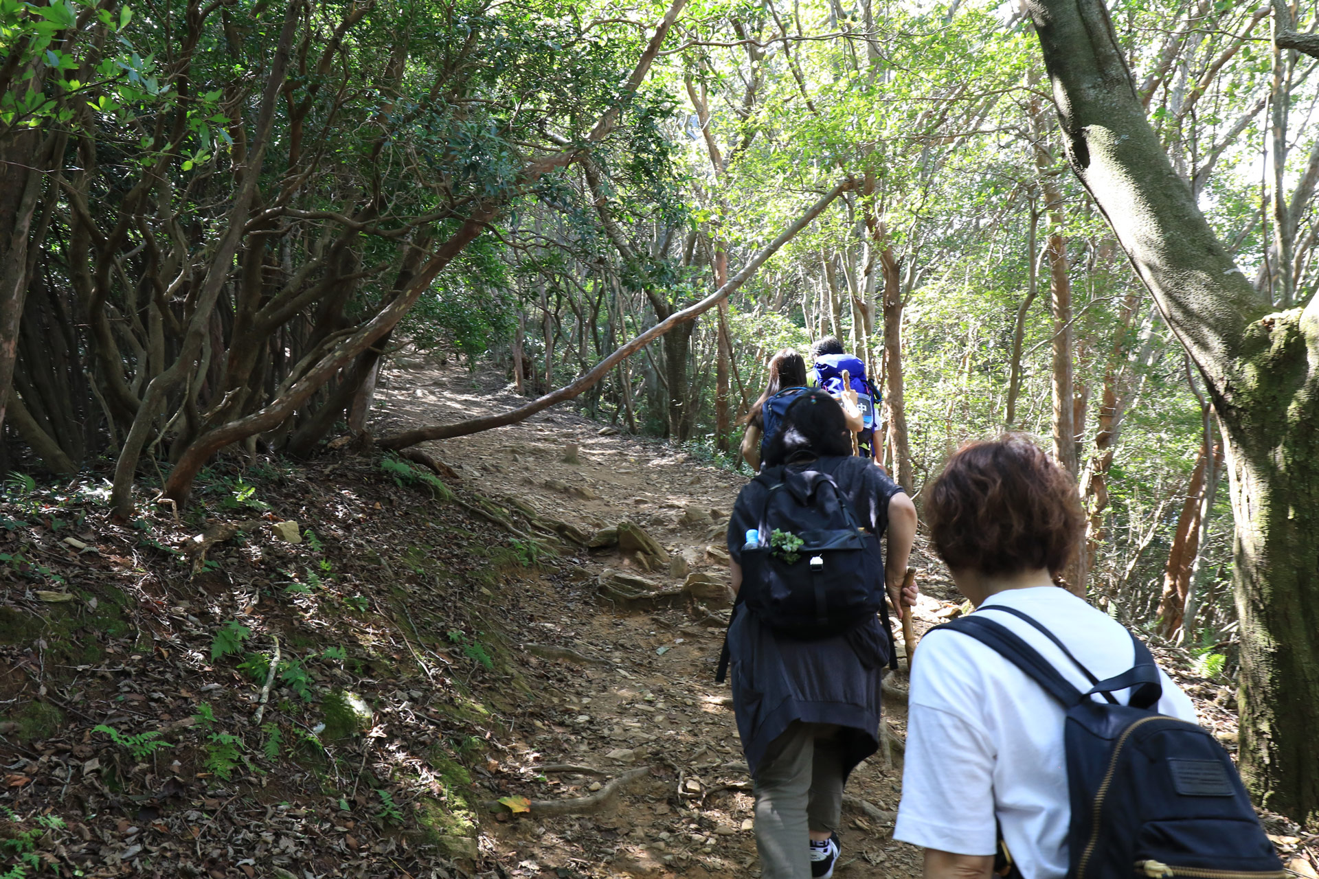 ここから希望者は山頂まで登山。