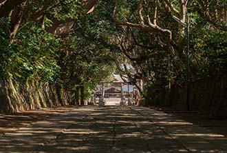 酒列磯前神社の樹叢