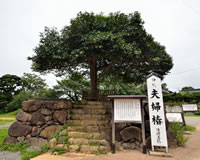 八重垣神社の夫婦椿