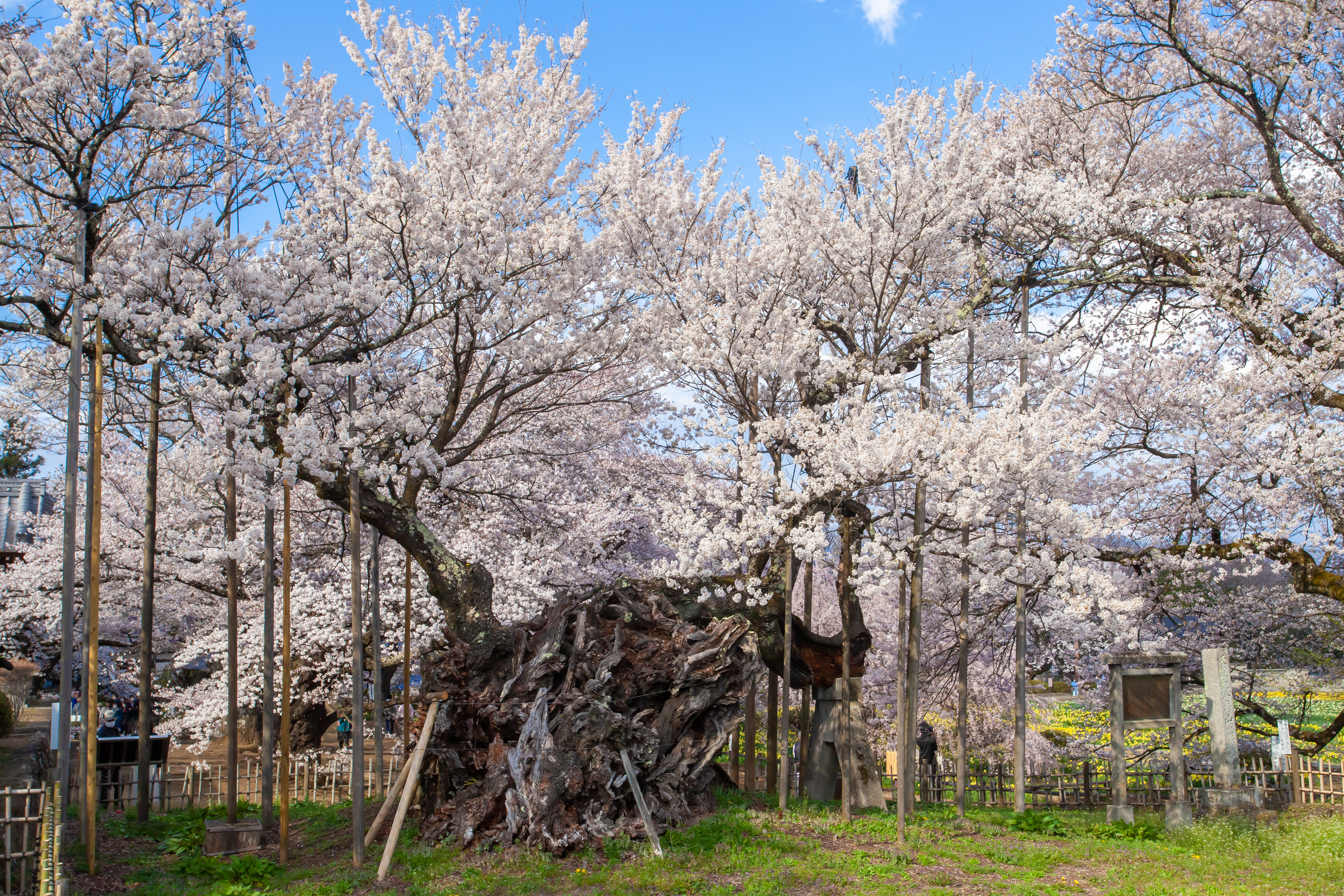 [全国旅行支援対象] 山高神代桜&甚六桜といちご狩り食べ放題バスツアーのおすすめポイント詳細