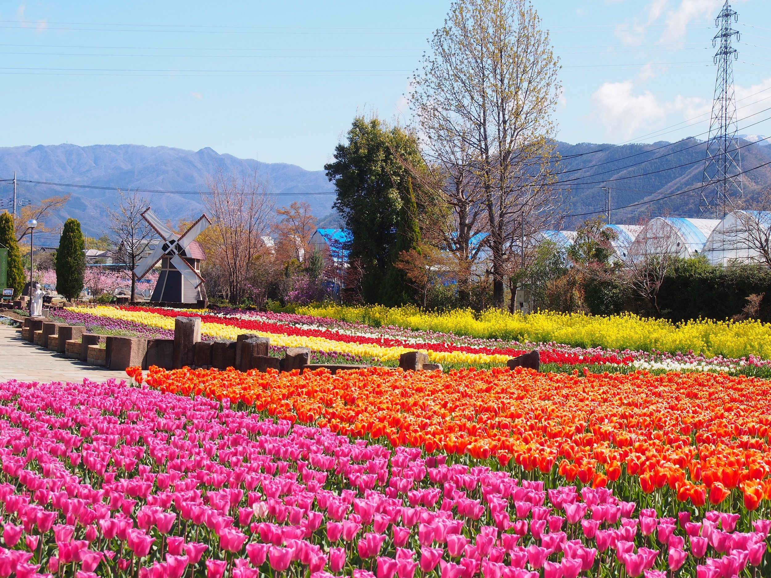 山高神代桜&甚六桜といちご狩り食べ放題バスツアーのおすすめポイント詳細