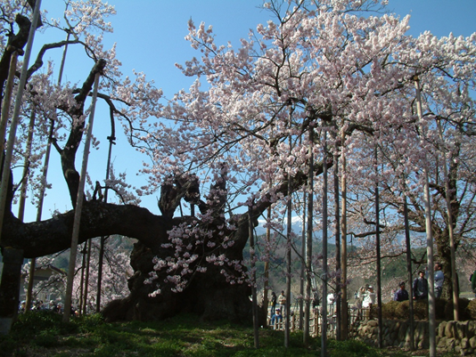 山高神代桜&甚六桜といちご狩り食べ放題バスツアーのおすすめポイント詳細