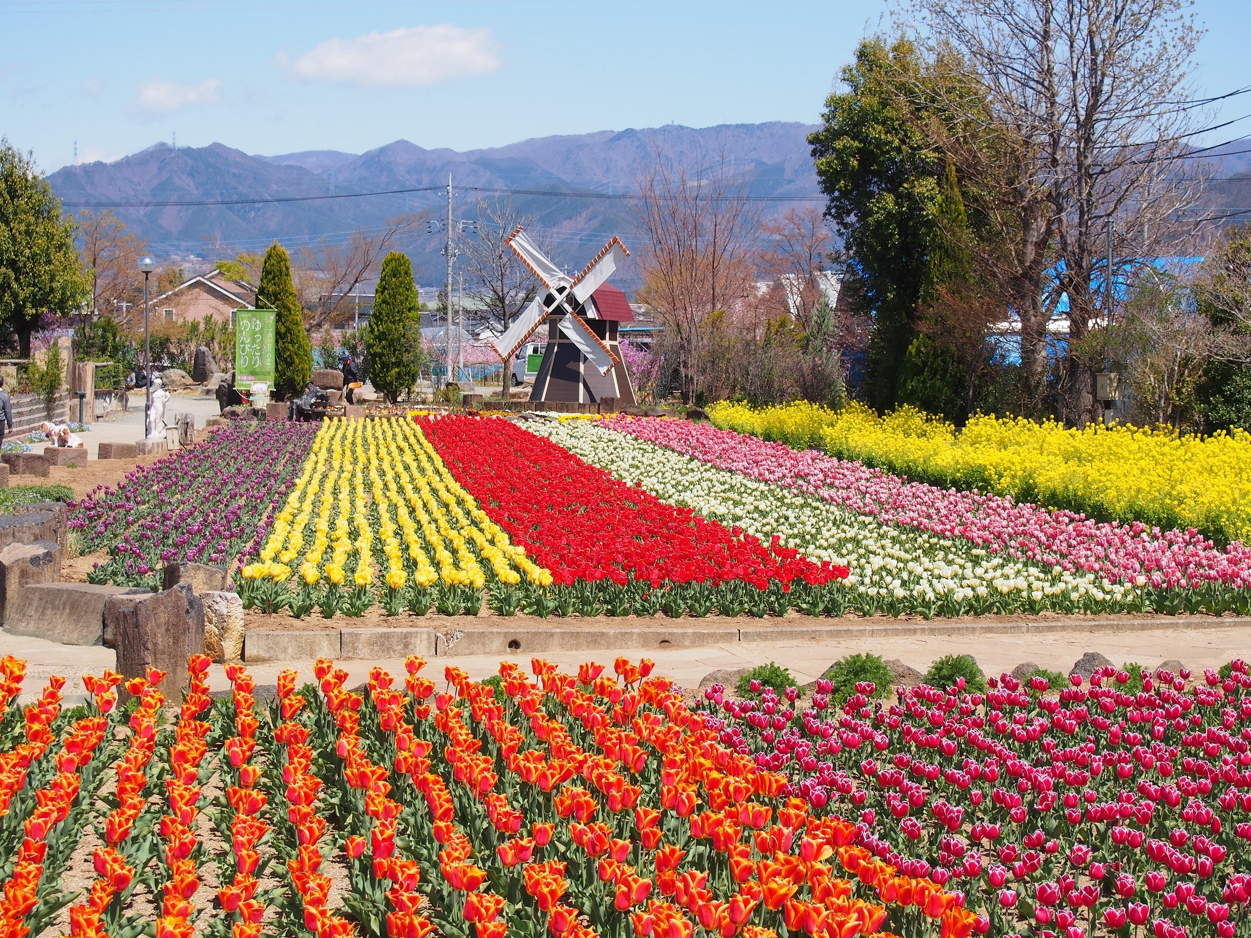 山高神代桜&甚六桜といちご狩り食べ放題バスツアー