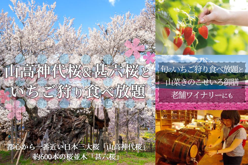[全国旅行支援対象] 山高神代桜&甚六桜といちご狩り食べ放題バスツアー