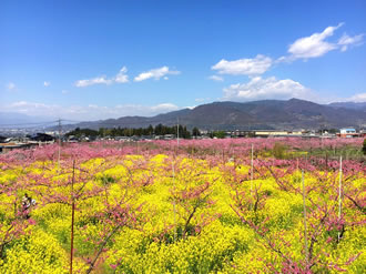 トウモロコシの種まき体験&桃の花まつりツアーののイメージ