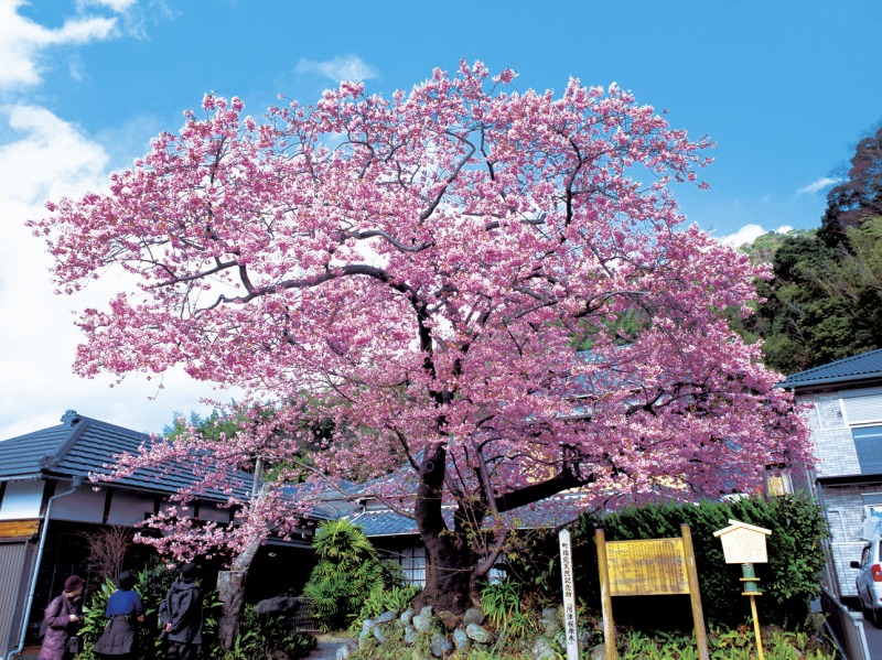 河津桜まつりバスツアーのイメージ