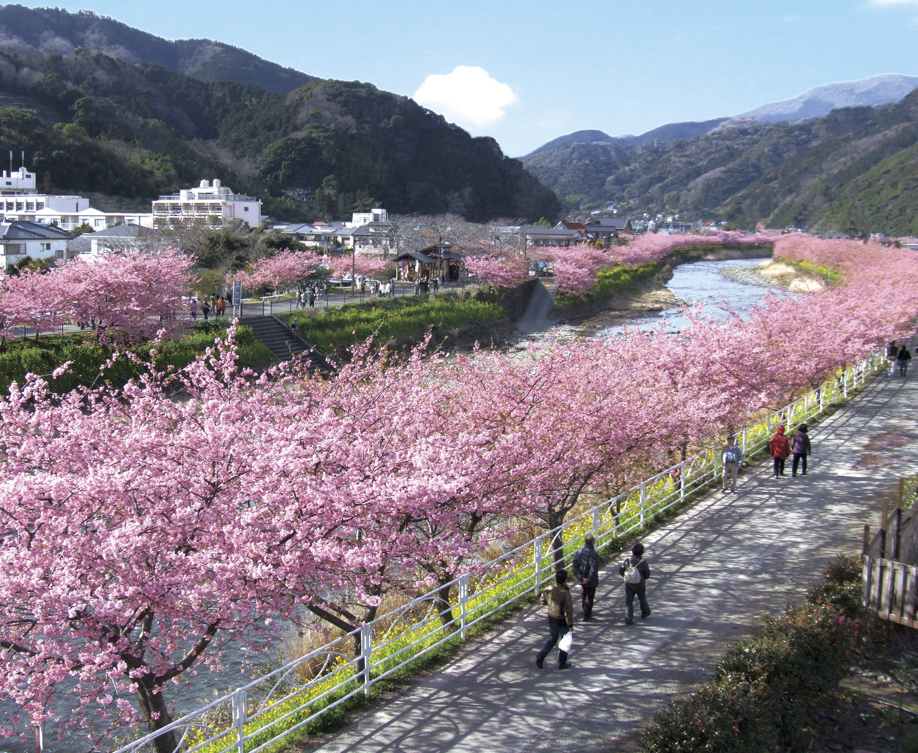 河津桜まつりバスツアーおすすめポイント