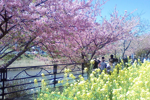 河津桜まつりバスツアーおすすめポイント