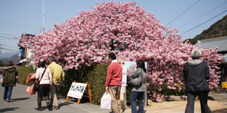 [全国旅行支援対象] 河津桜まつりバスツアーのおすすめポイント詳細