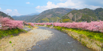 河津桜まつりバスツアーおすすめポイント