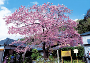 河津桜まつりバスツアー