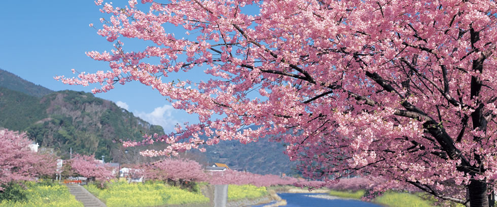 河津桜バスツアー