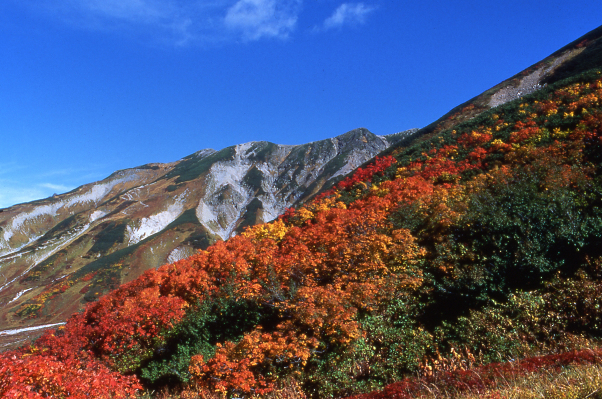 立山黒部アルペンルートバスツアー