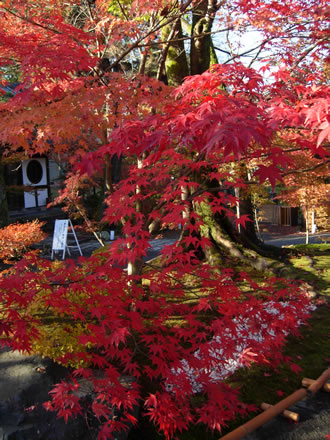 紅葉の京都観光バスツアーのおすすめポイント