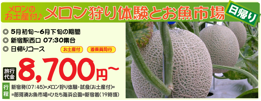 メロン狩りと那珂湊おさかな市場バスツアー 日帰りバスツアー