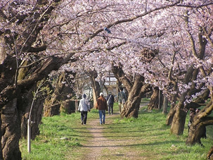 角館・北上展勝地・桧木内川堤の三大桜バスツアーのイメージ2