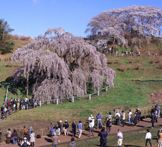 三春の滝桜バスツアーのおすすめポイント詳細