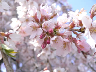 三春の滝桜バスツアーのおすすめポイント詳細