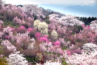 三春の滝桜バスツアーのおすすめポイント詳細