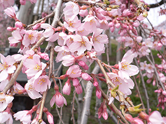 [全国旅行支援対象] 三春の滝桜バスツアーのおすすめポイント詳細