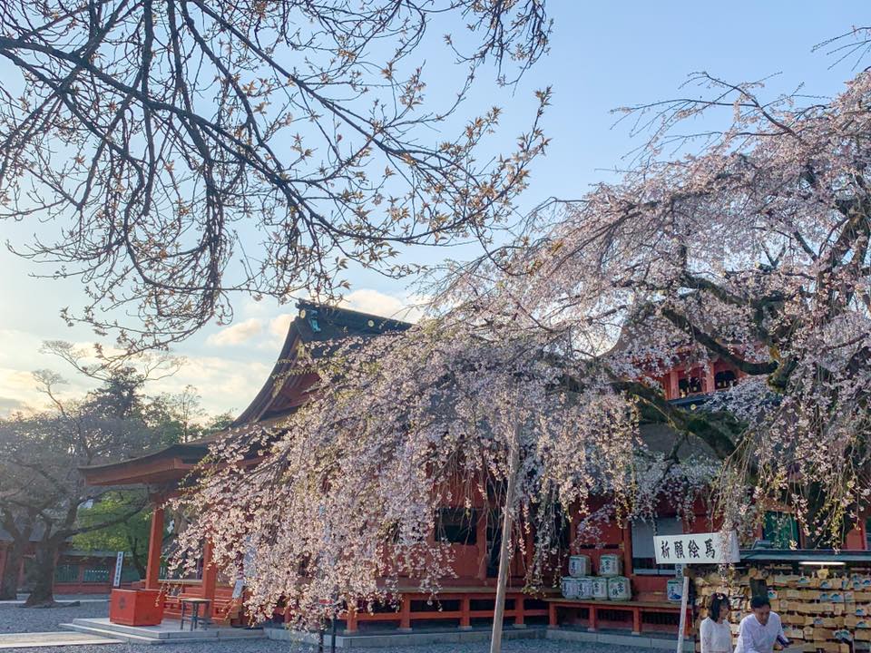 身延山久遠寺のしだれ桜と富士山本宮浅間大社のソメイヨシノツアーのおすすめポイント