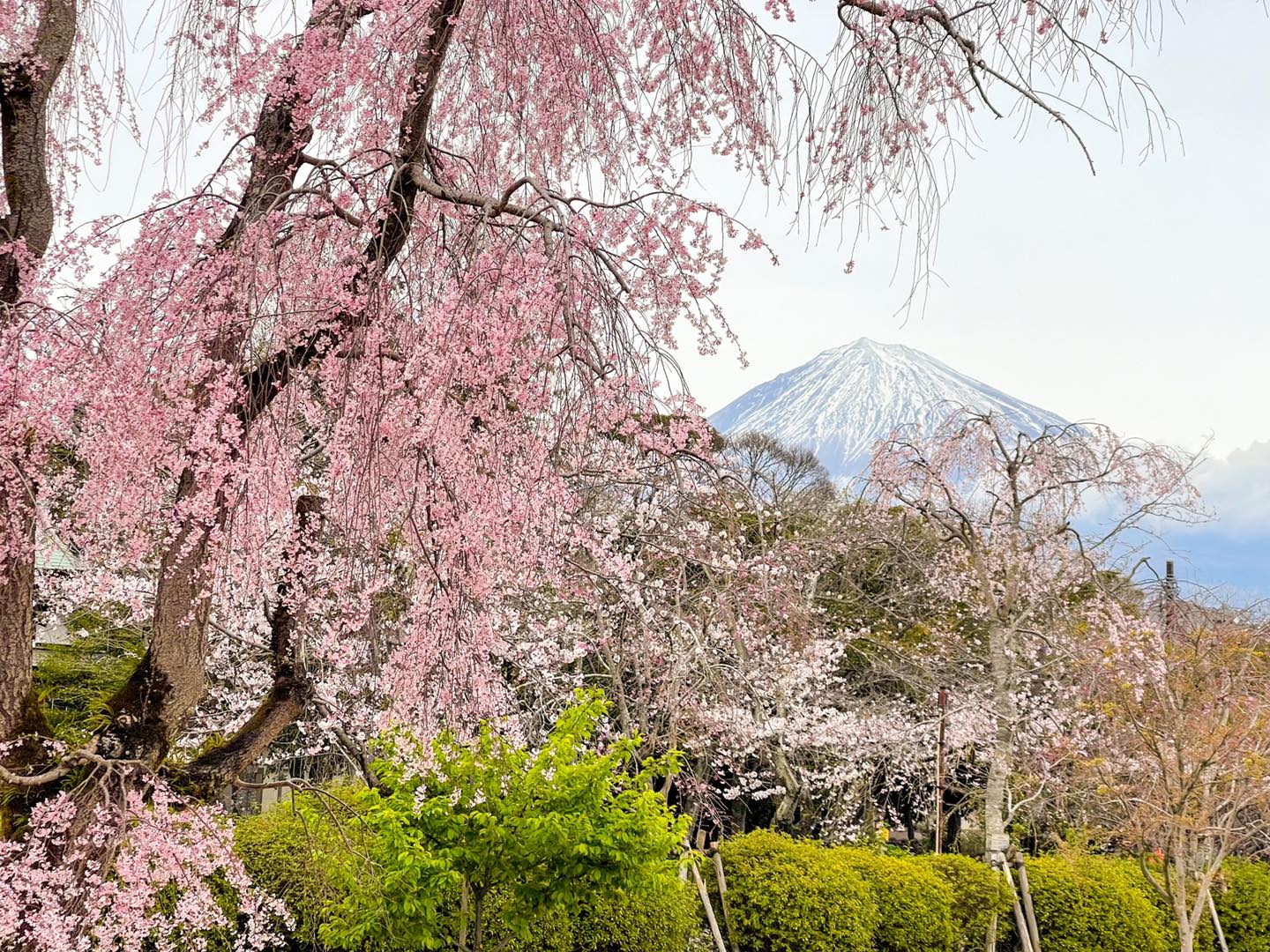 身延山久遠寺のしだれ桜と富士山本宮浅間大社のソメイヨシノツアーのおすすめポイント