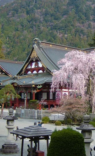 身延山久遠寺のしだれ桜と富士山本宮浅間大社のソメイヨシノツアーのおすすめポイント