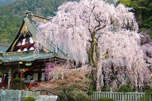 身延山久遠寺のしだれ桜と富士山本宮浅間大社のソメイヨシノツアーのイメージ