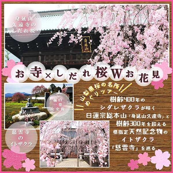 日本三大しだれ桜 身延山久遠寺のしだれ桜バスツアー 四季の旅