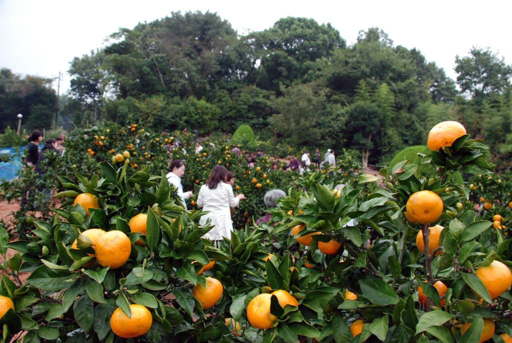 三嶋大社と来宮神社 いちご狩り食べ放題付ツアーのおすすめポイント内のイメージ2