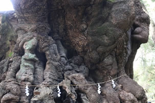三嶋大社と来宮神社 旬のフルーツ狩りとアツアツ釜まぶし御膳のイメージ