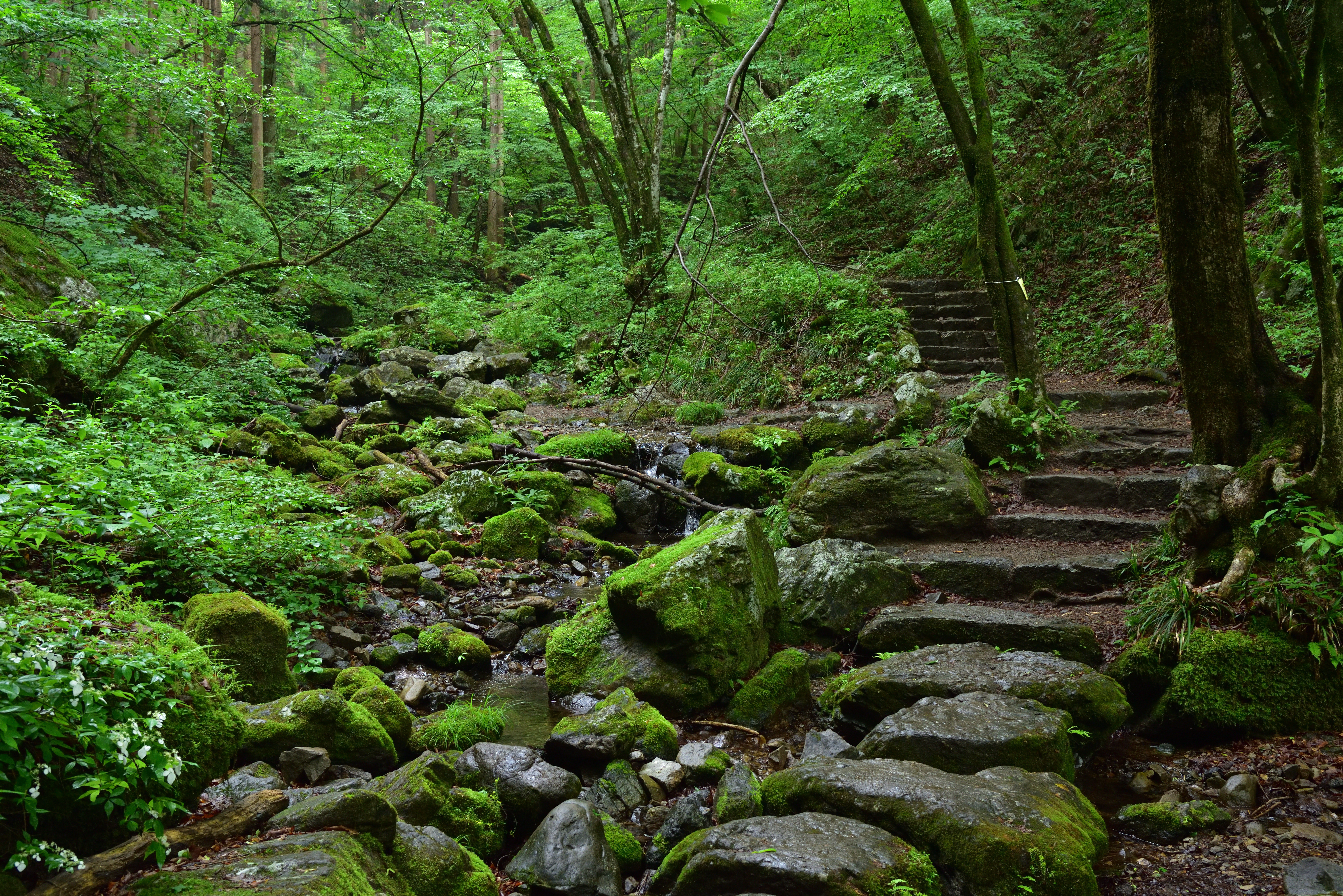 奥多摩の名峰！日本二百名山のひとつ大岳山と御岳山縦走トレッキングツアーのおすすめポイント詳細