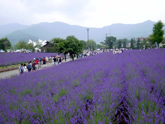 入笠山バスツアーのおすすめポイント