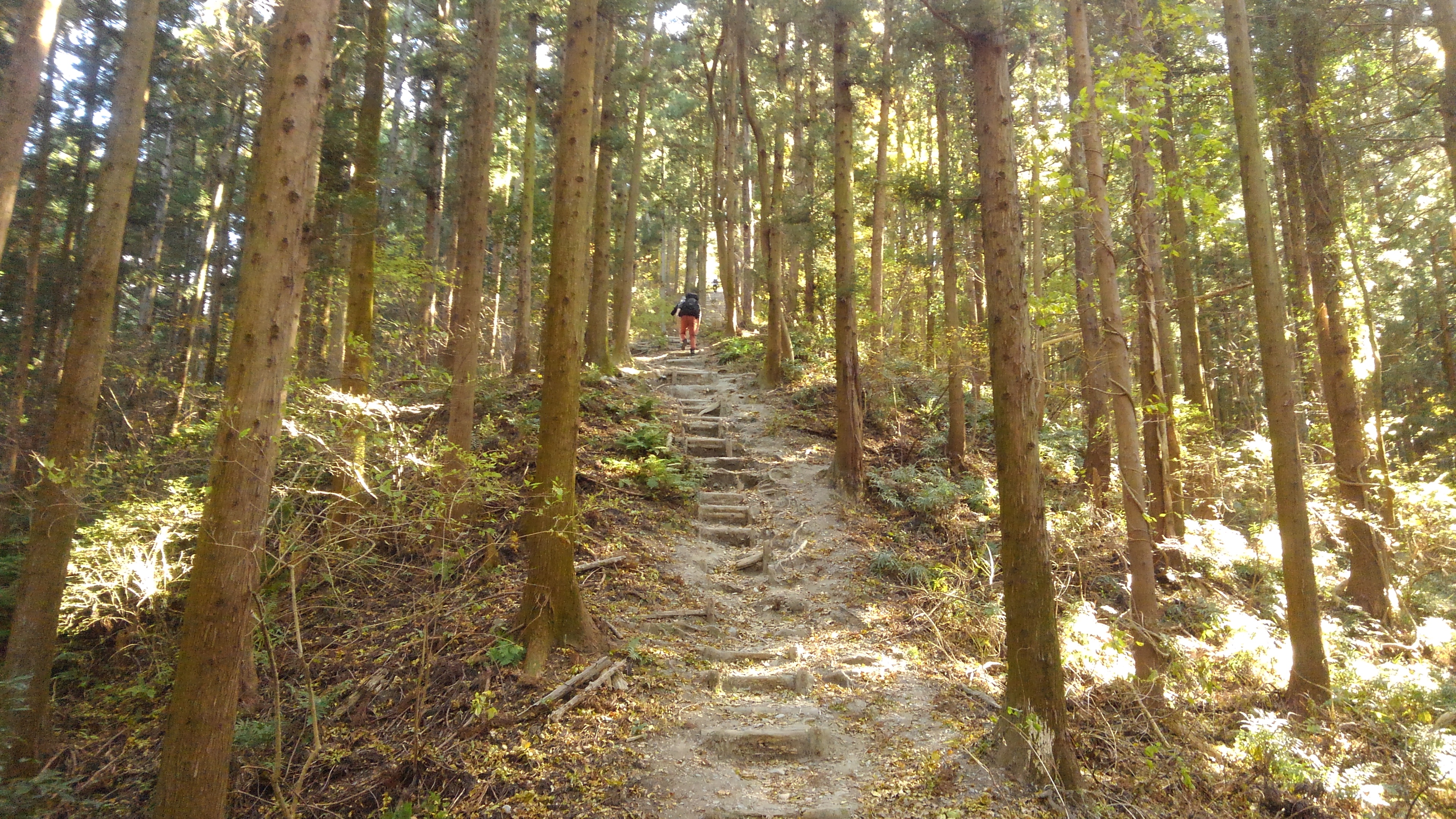 長瀞アルプスハイキングと宝登山の蝋梅（ろうばい）バスツアーのおすすめポイント詳細