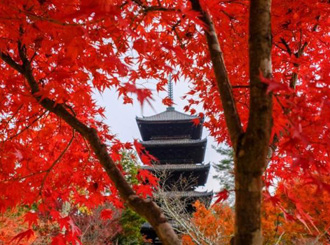 仁和寺観音堂 特別内拝。東寺 紅葉夜間ライトアップと平安神宮バスツアーのイメージ