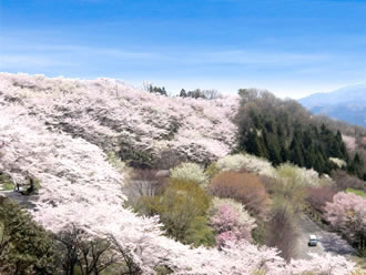 桜山公園でノルディックウォーキング&いちご狩りバスツアー