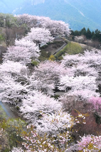 桜山公園でノルディックウォーキング&いちご狩りバスツアー