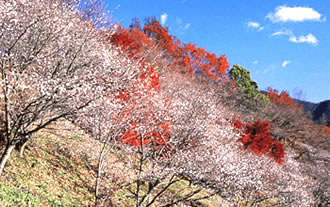 桜山公園でノルディックウォーキング&いちご狩りバスツアー